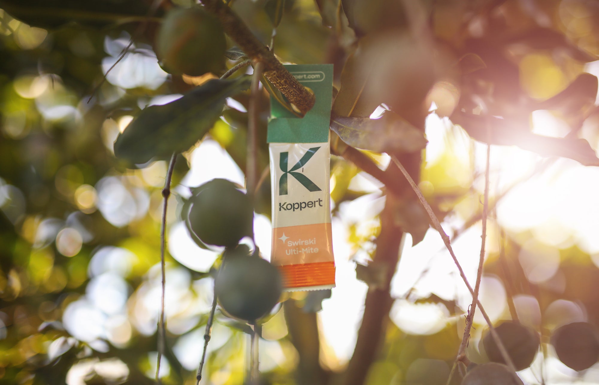 Amblyseius swirskii - Foil Sachets - Thrip Preventative System