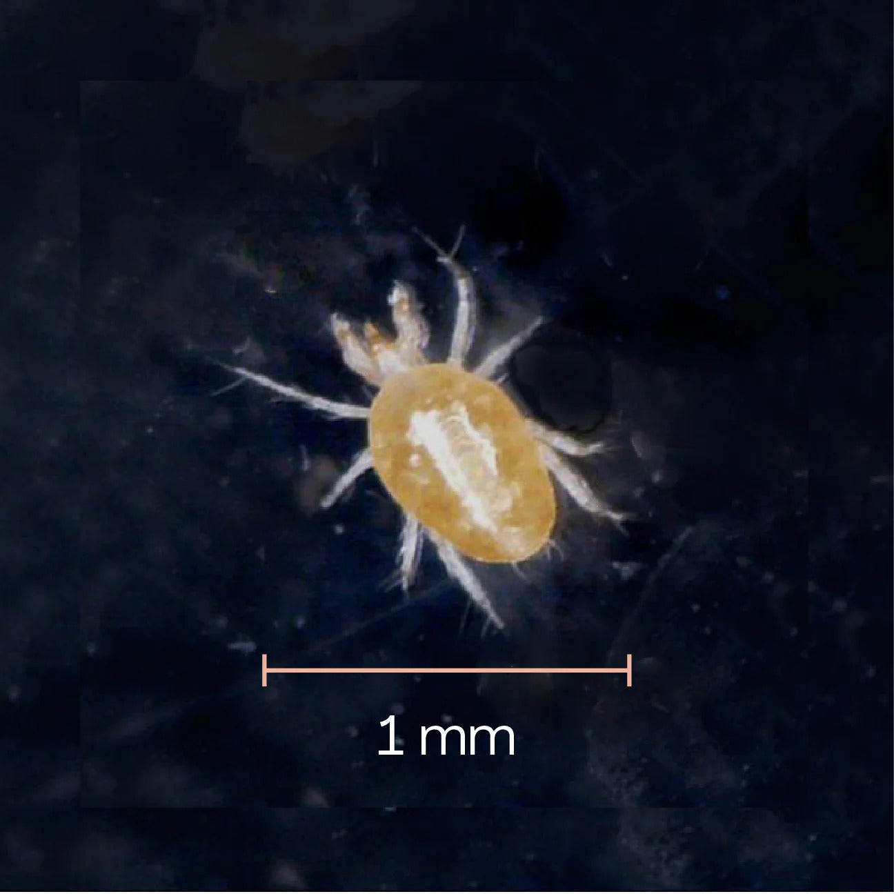 Taurrus Snake & Reptile Mite Predators