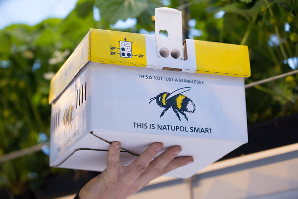 Beepol Live Bumblebee Colony - Dragonfli
