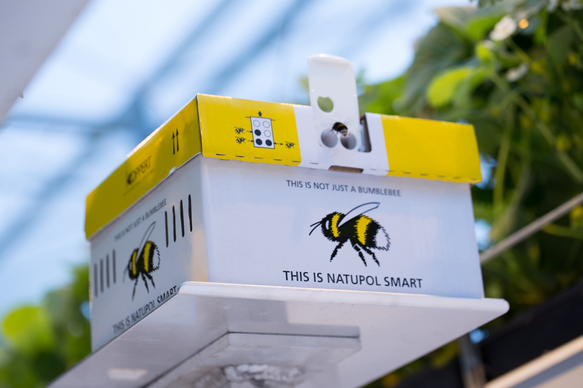 Live Bumblebee Colonies - Available To Order Now For Spring & Summer 2025 (Select Your Preferred Delivery Date)