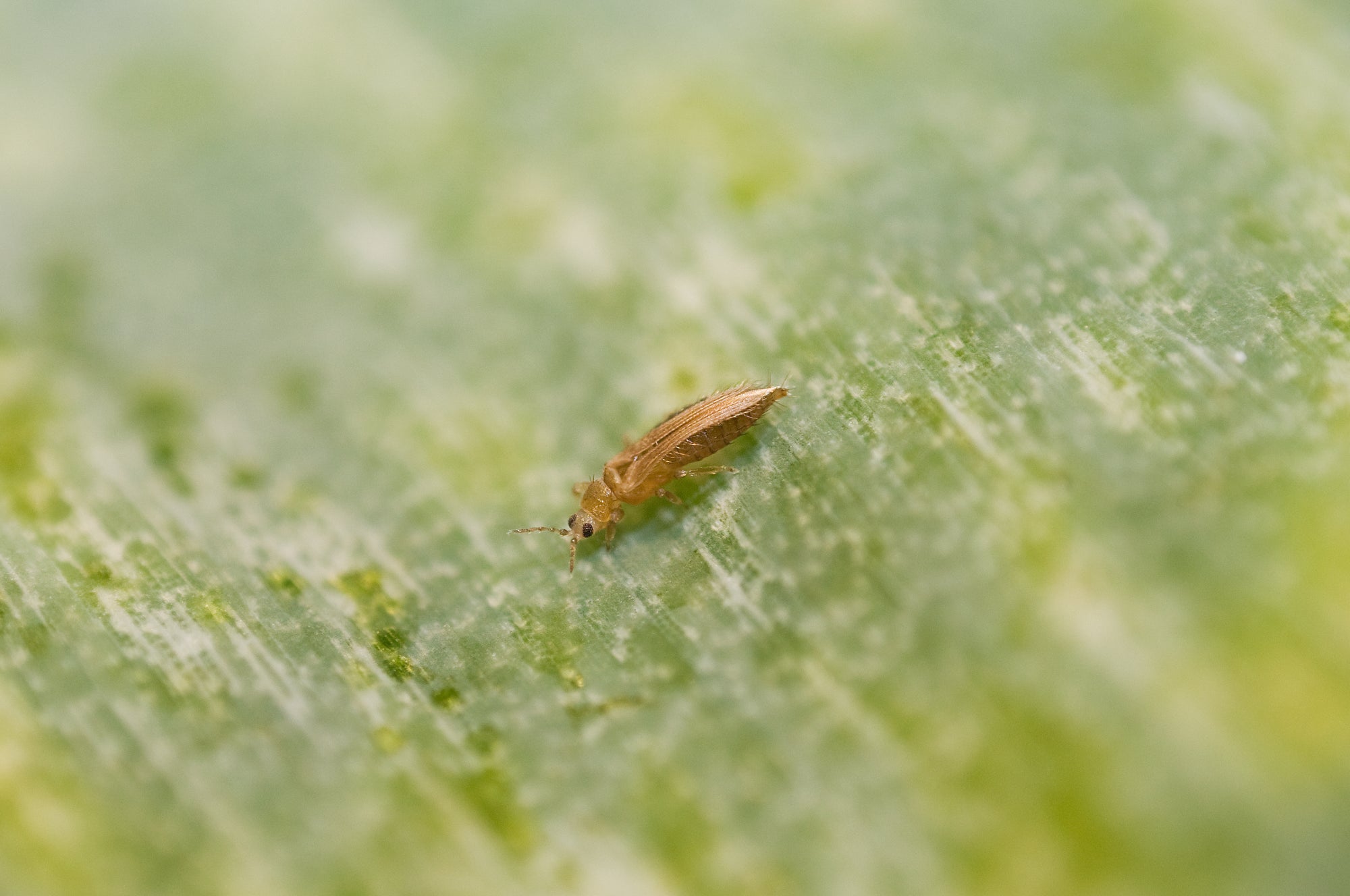 Amblyseius cucumeris - Loose Predators - Thrip Curative System