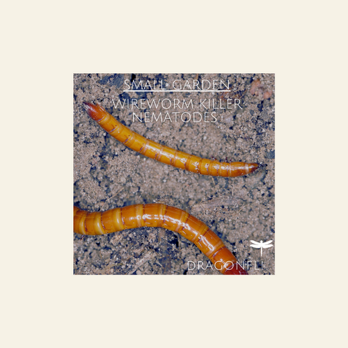Small Garden Wireworm Killer Nematodes