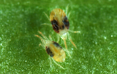 Amblyseius andersoni Predators - Spider Mite Preventative System