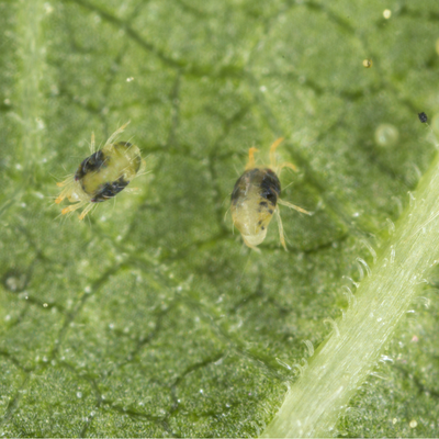 Amblyseius californicus - Loose Predators -  Spider Mite Curative System