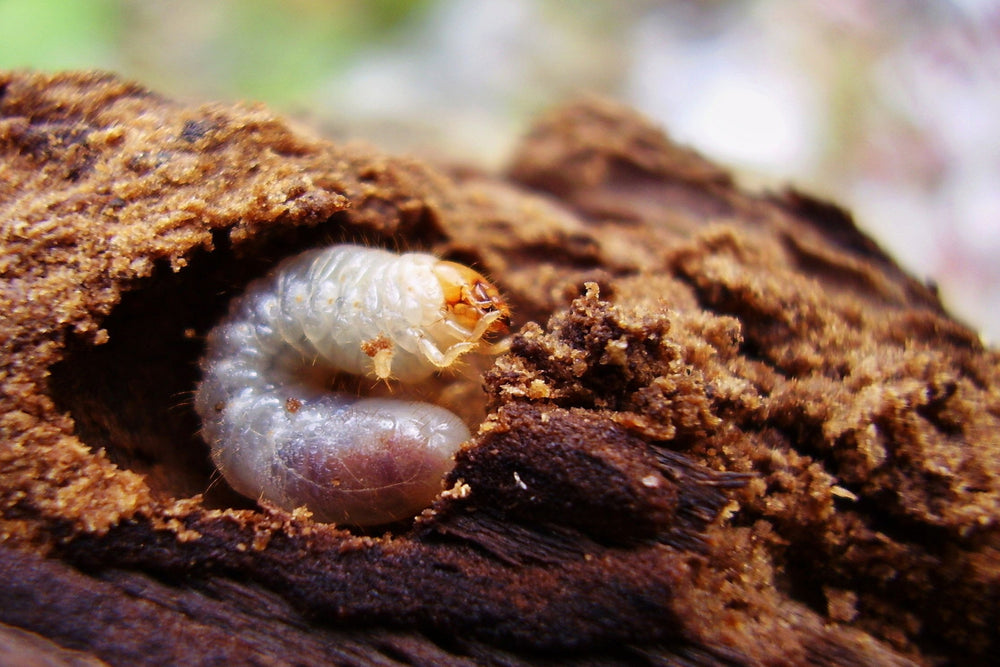 Biological Pest Control For Effective, Natural & Organic Gardening