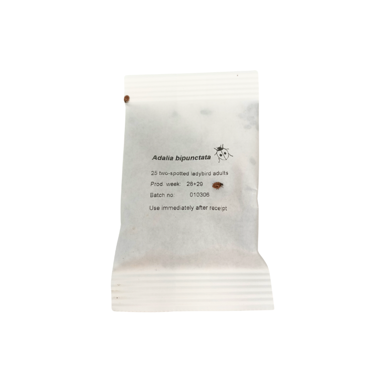 Ladybird Pupae - Adalia bipunctata