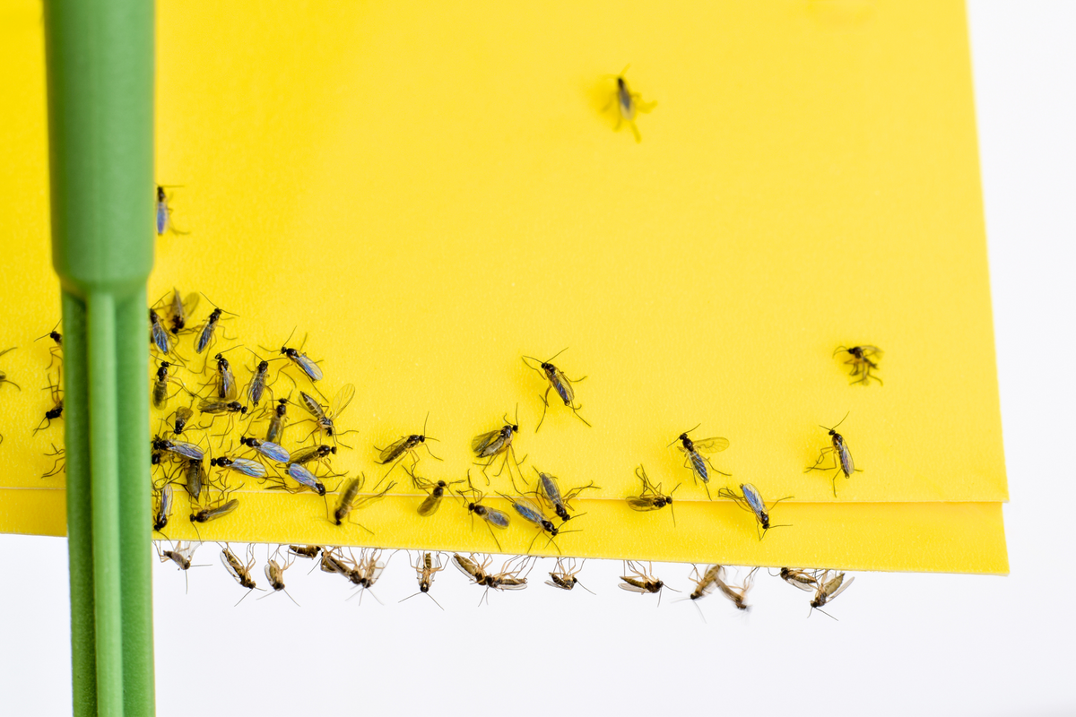 Yellow Insect Traps Yellow Eco Sticky Insect Traps 10x25cm (Pack of 10) - Dragonfli