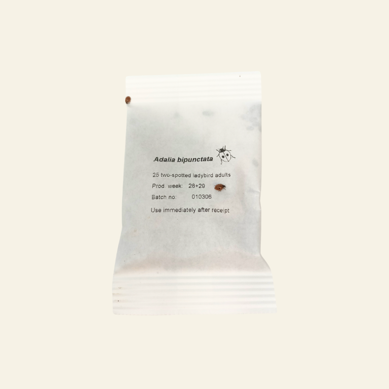 Dragonfli Live Ladybird Lodge