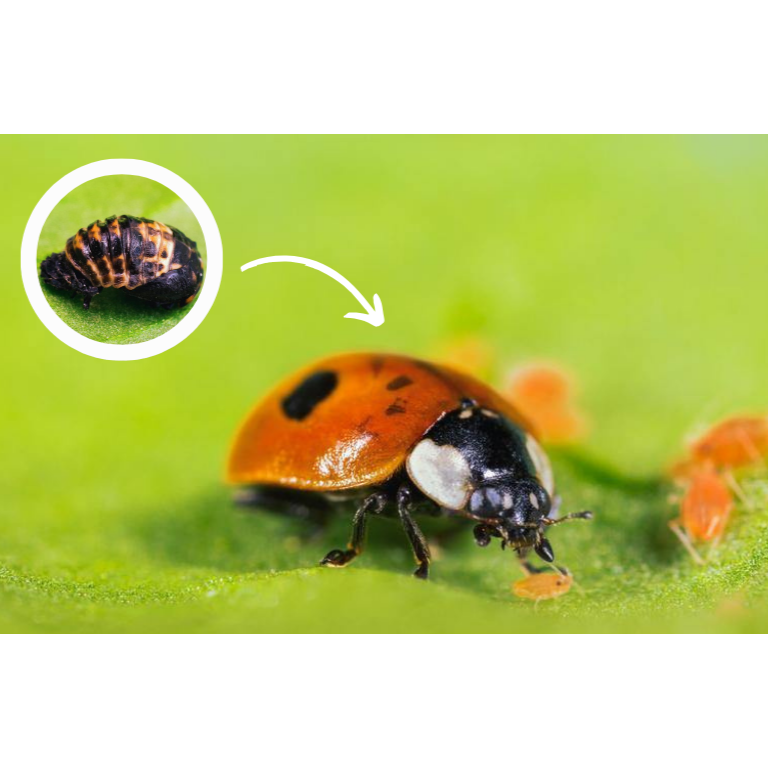 Ladybird Pupae - Adalia bipunctata
