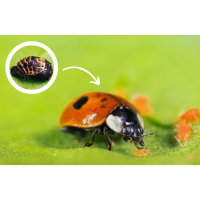 Adult Ladybirds - Adalia bipunctata (Supplied As Pupae)