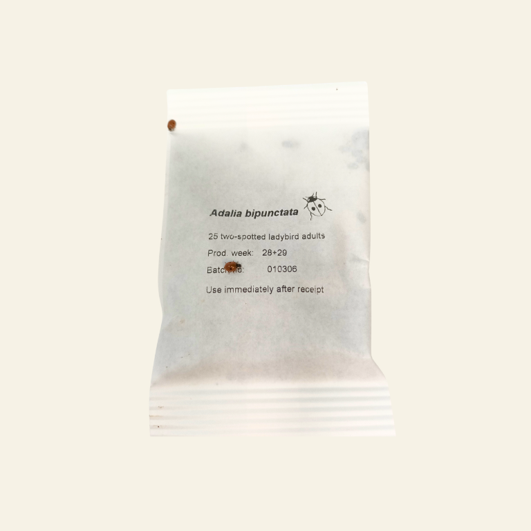 Ladybird Pupae - Adalia bipunctata