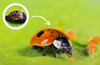 Ladybird Family Bundle - 25 Ladybird Adults (Supplied As Pupae) & 100 Ladybird Larvae