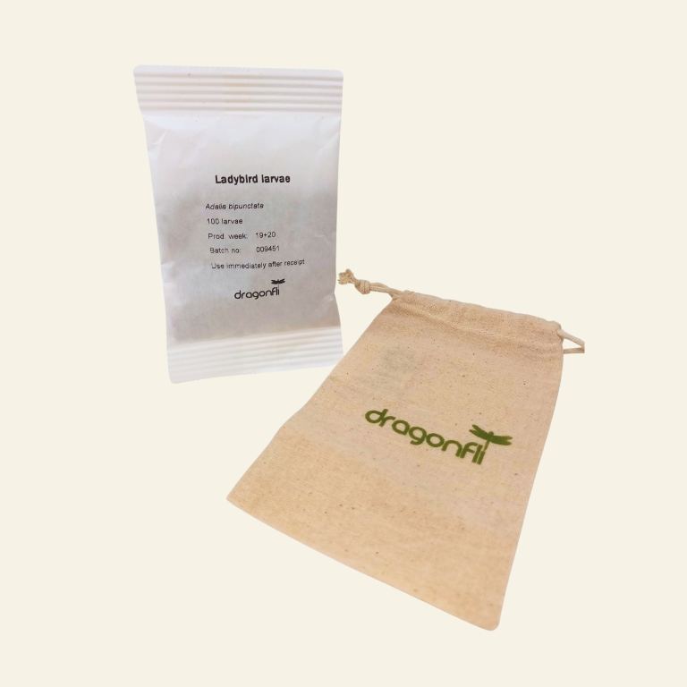 Dragonfli Live Ladybird Lodge