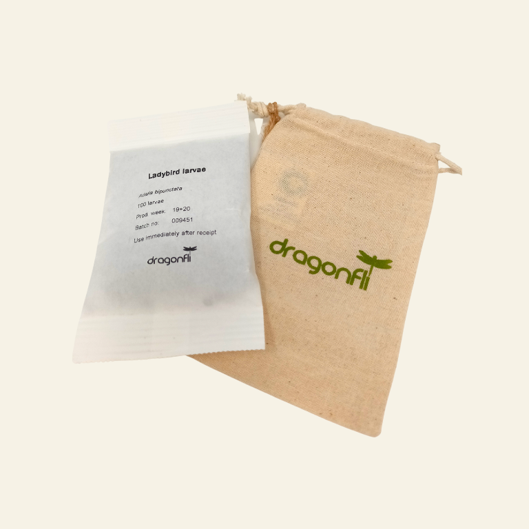 Dragonfli Live Ladybird Lodge