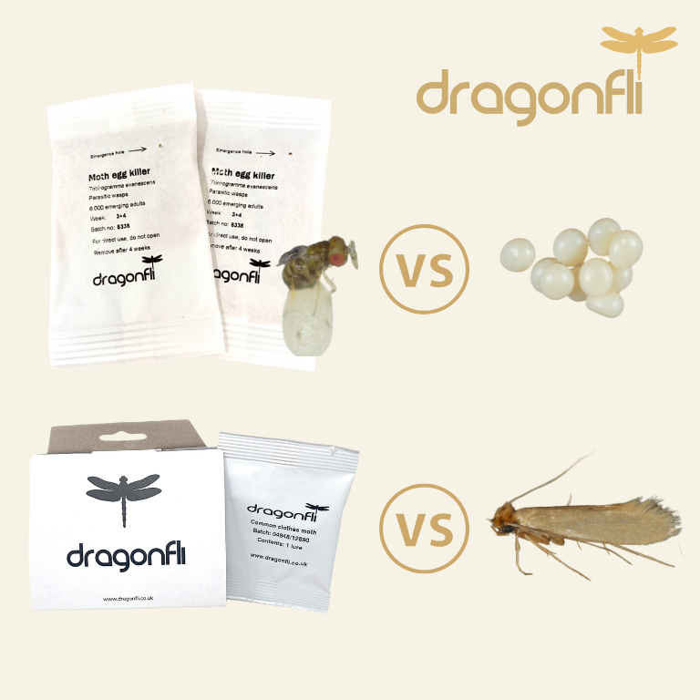 Clothes Moth Egg Killer Sachet (Trichogramma Parasitic Wasps, As Seen On TV!) - Ready To Use, Simply Place In Wardrobes & Other Infestation Hotspots