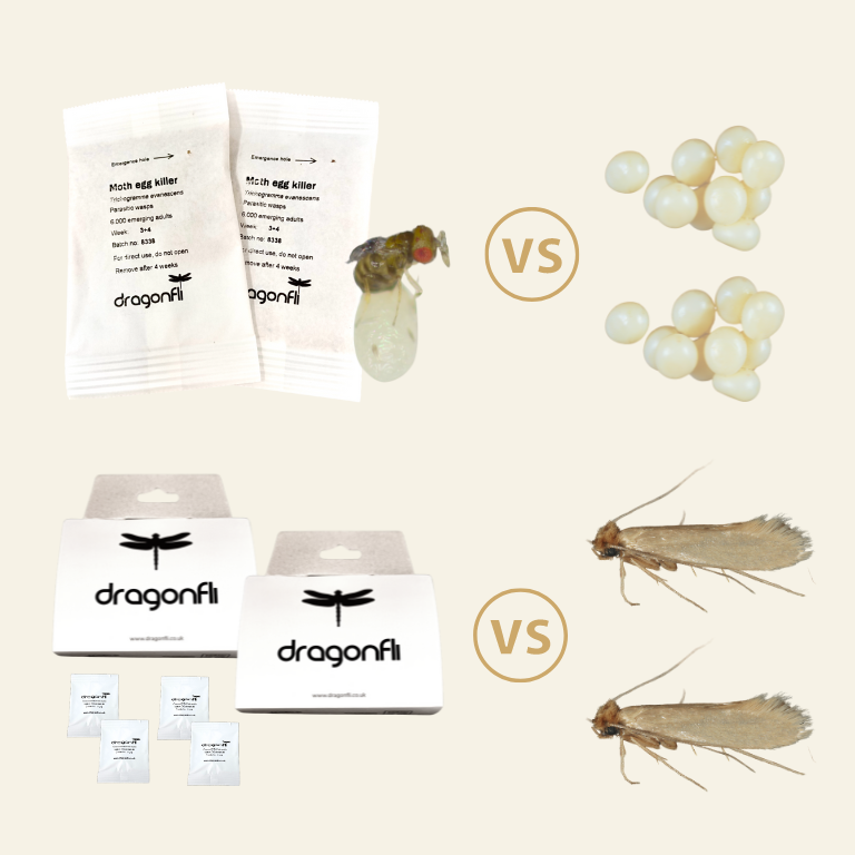 Clothes Moth Killer Mixed Bundle: 2 Trichogramma Sachets (As Seen On TV!) & 2 Pheromone Traps