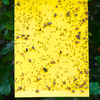 Mushroom Fly Trap: Large Yellow Dry-Stick Sticky Traps (Pack of 10) 25 x 40cm