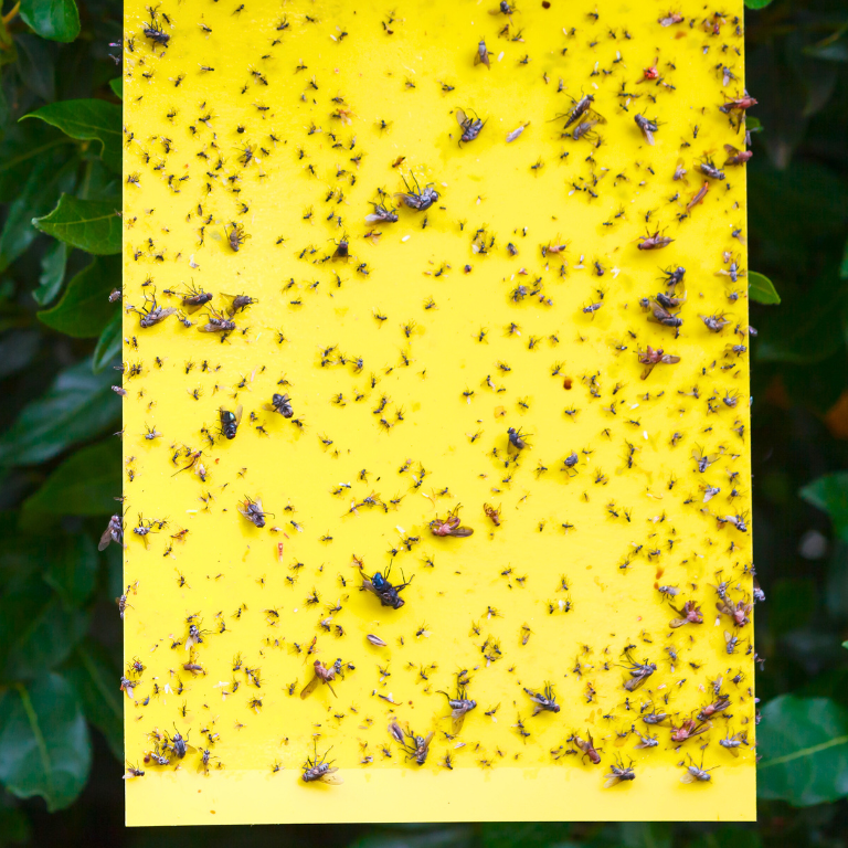 Large Yellow Dry-Stick Sticky Traps (Pack of 10) 25 x 40cm