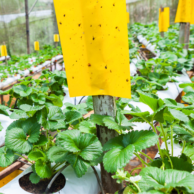 Large Yellow Dry-Stick Sticky Traps (Pack of 10) 25 x 40cm