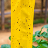 Mushroom Fly Trap: Large Yellow Dry-Stick Sticky Traps (Pack of 10) 25 x 40cm