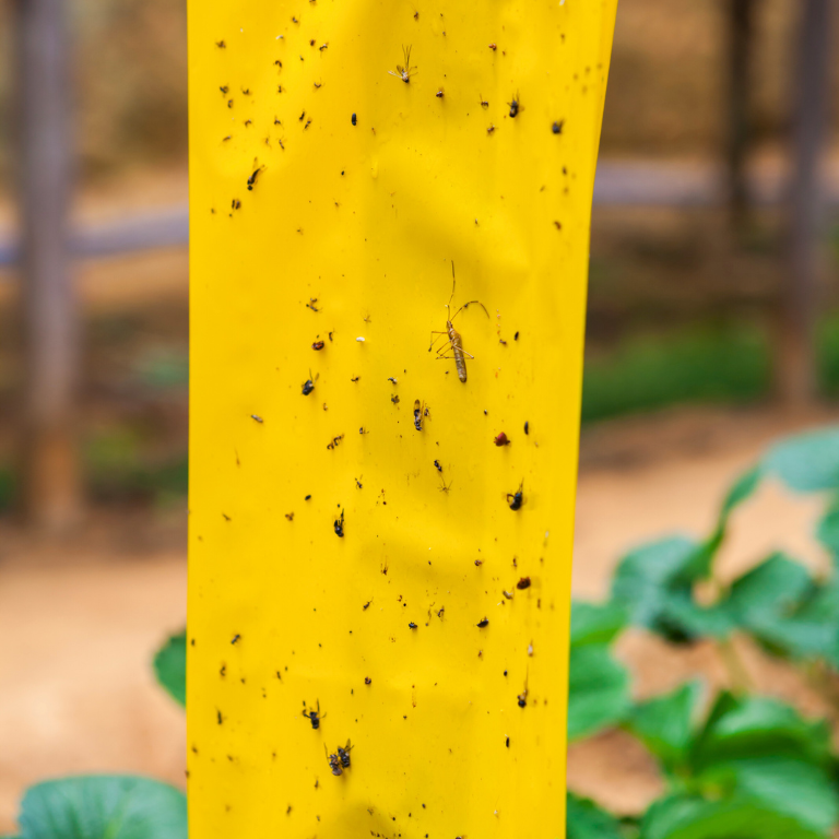 Large Yellow Dry-Stick Sticky Traps (Pack of 10) 25 x 40cm