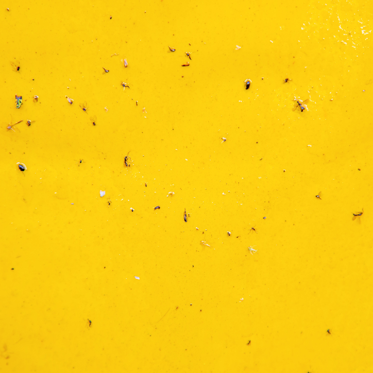 Large Yellow Dry-Stick Sticky Traps (Pack of 10) 25 x 40cm