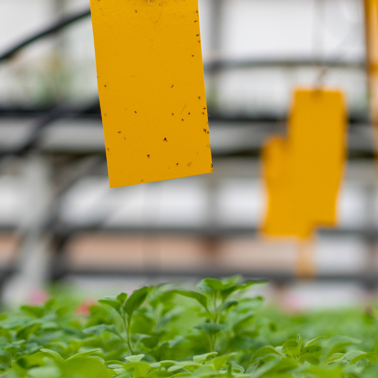 Large Yellow Dry-Stick Sticky Traps (Pack of 10) 25 x 40cm