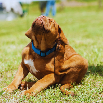 Lawn Flea Killer Nematodes