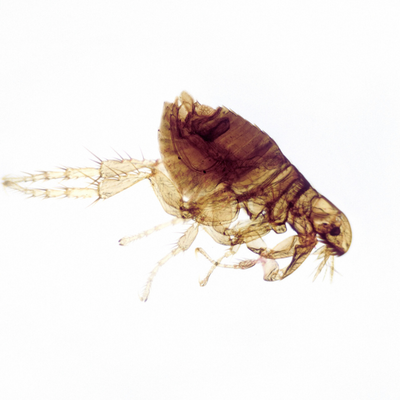 Lawn Flea Killer Nematodes