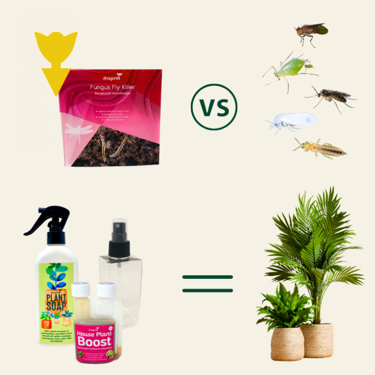 house plant dying in winter House Plant Care Bundle: Fungus Fly Nematodes, Sticky Traps, House Pla