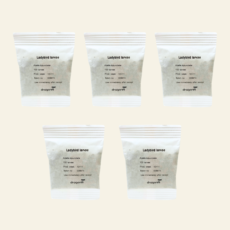 Ladybird larvae - Adalia bipunctata