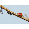 Ladybird Family Bundle: 25 Ladybird Adults (Supplied As Pupae) & 100 Ladybird Larvae