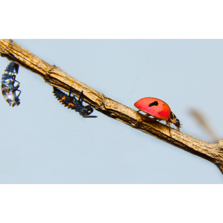Ladybird Family Bundle: 25 Ladybird Adults (Supplied As Pupae) & 100 Ladybird Larvae