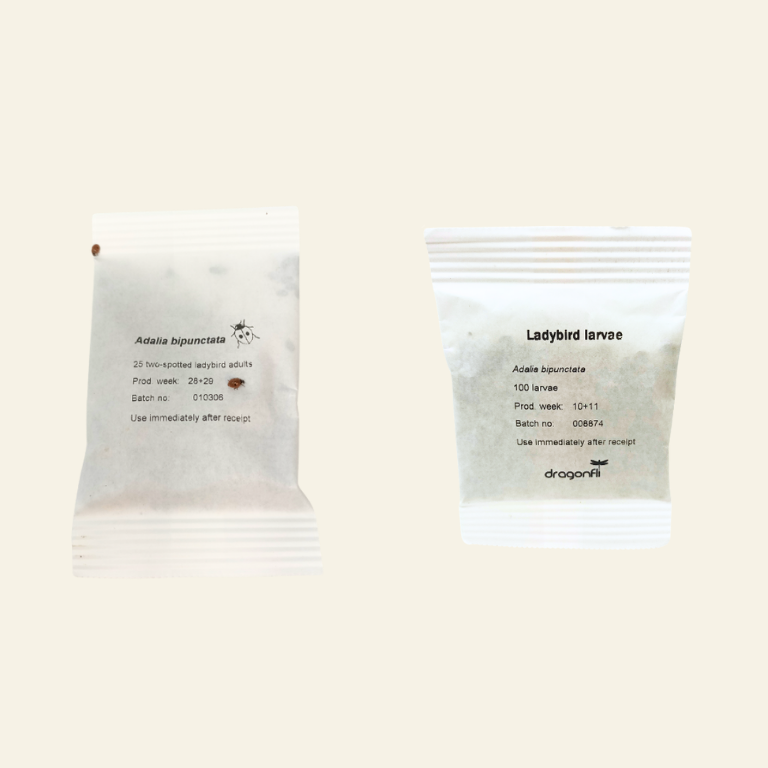 Ladybird Family Bundle: 25 Ladybird Adults (Supplied As Pupae) & 100 Ladybird Larvae