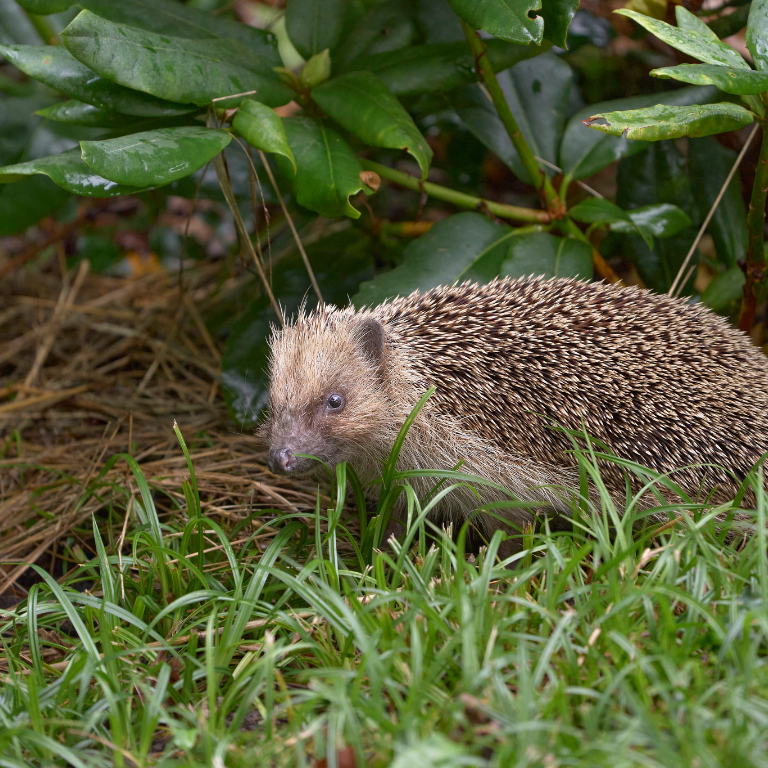 Hedgehog Gate - Create Your 'Hedgehog Highway'