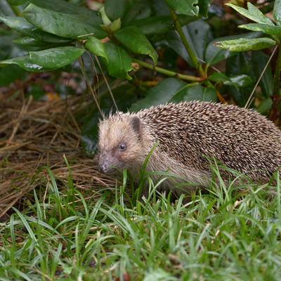 Hedgehog Gate - Create Your 'Hedgehog Highway'