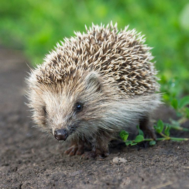 Hedgehog Gate - Create Your 'Hedgehog Highway'