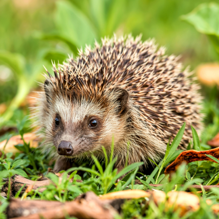 Hedgehog Gate - Create Your 'Hedgehog Highway'