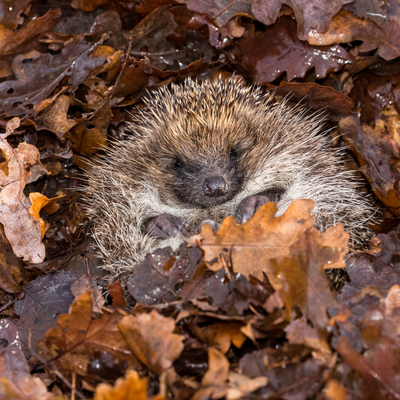 Hedgehog Gate - Create Your 'Hedgehog Highway'