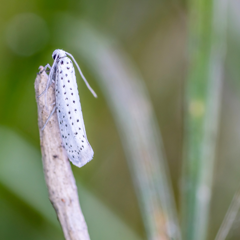 Apple Ermine Moth Pheromone Trap