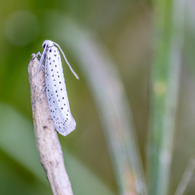 Apple Ermine Moth Pheromone Lure