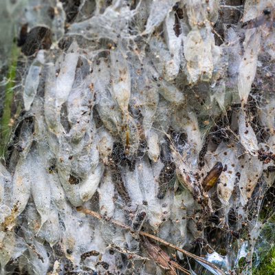 Apple Ermine Moth Pheromone Lure