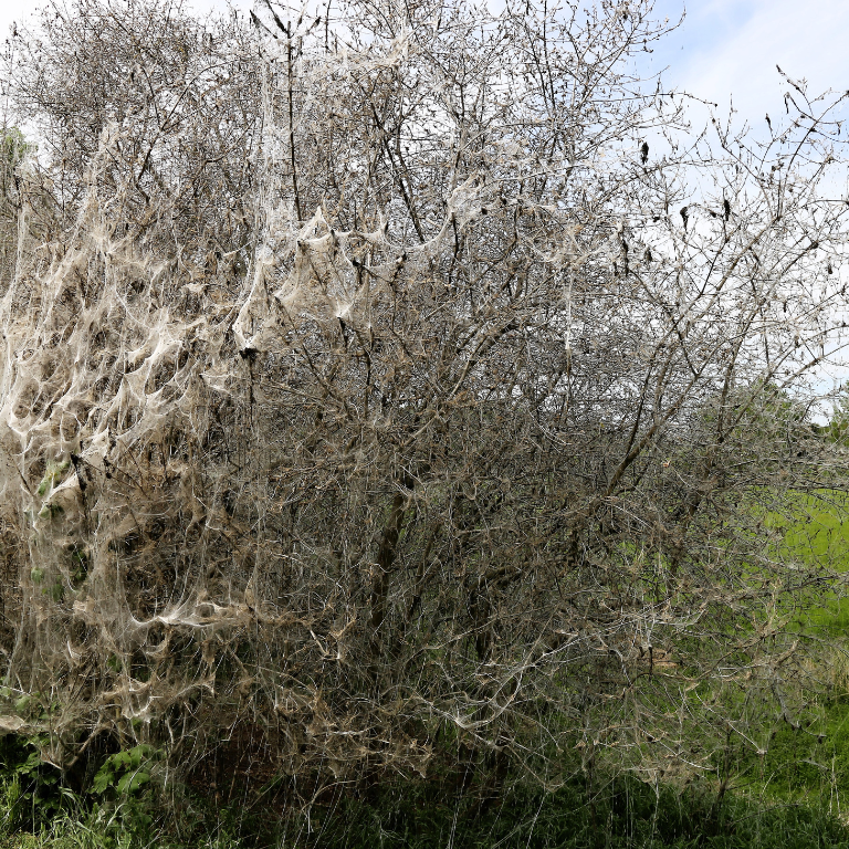 Apple Ermine Moth Pheromone Lure