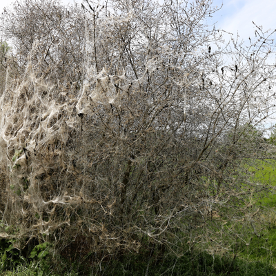 Apple Ermine Moth Pheromone Trap