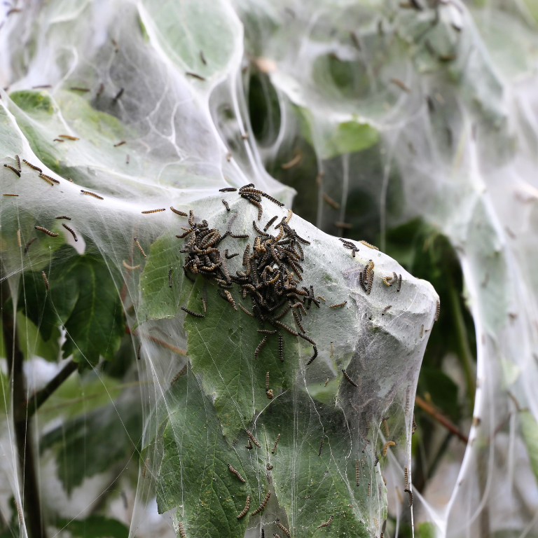 Apple Ermine Moth Pheromone Lure