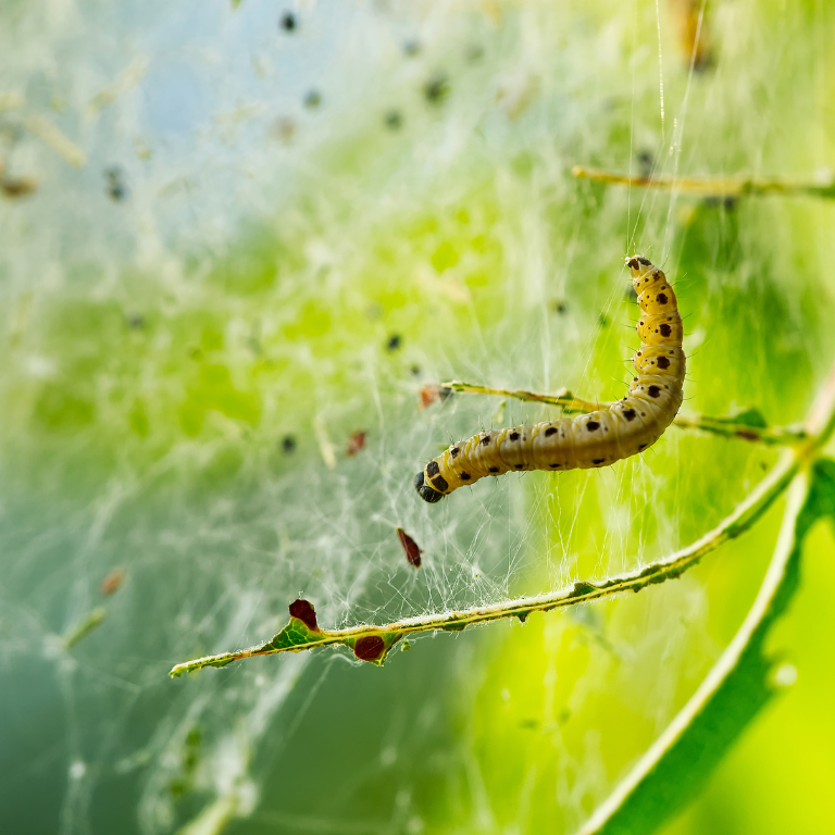 Apple Ermine Moth Pheromone Trap