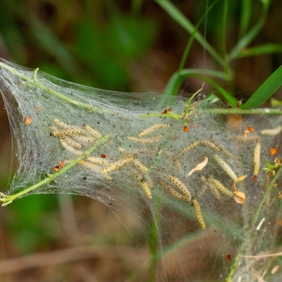 Apple Ermine Moth Pheromone Lure
