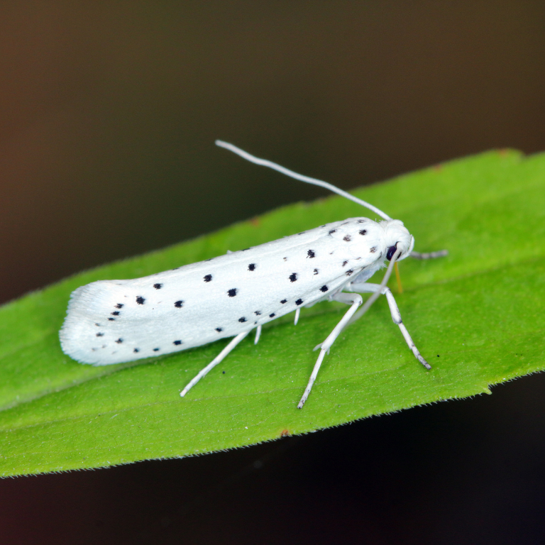 Apple Ermine Moth Pheromone Lure