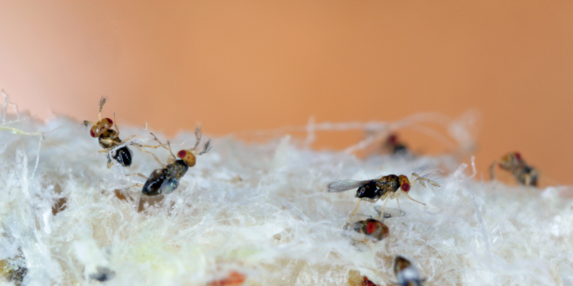 Clothes Moth Egg Killer Sachet (Trichogramma Parasitic Wasps, As Seen On TV!) - Ready To Use, Simply Place In Wardrobes & Other Infestation Hotspots