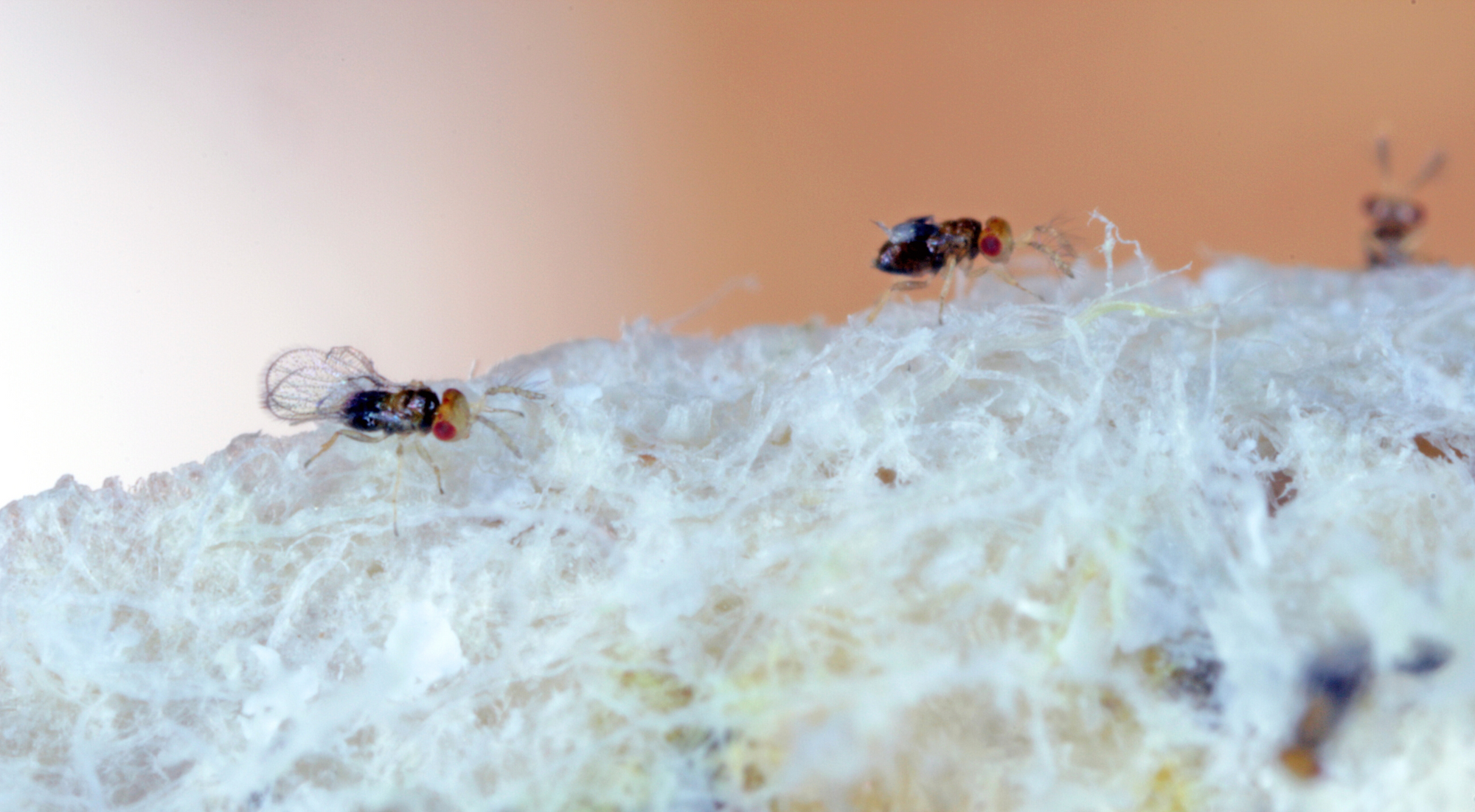 Clothes Moth Egg Killer Sachet (Trichogramma Parasitic Wasps, As Seen On TV!) - Ready To Use, Simply Place In Wardrobes & Other Infestation Hotspots